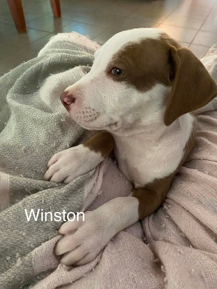 Winston (puppy) Winston (puppy)